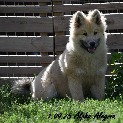 Alpha alegria