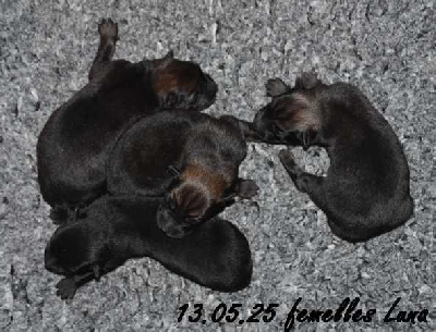 CHIOT