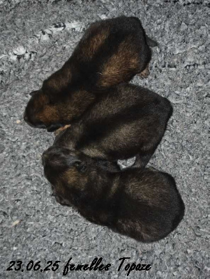 CHIOT