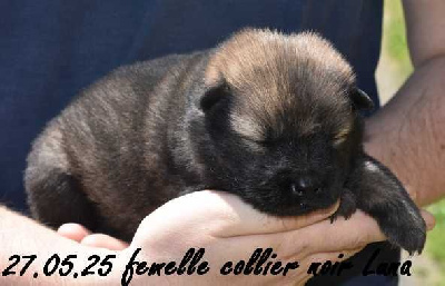 femelle collier noir