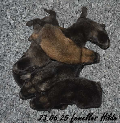 CHIOT