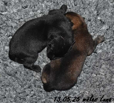 CHIOT