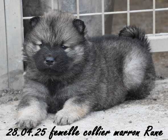 Des crinières de feu - Chiots disponibles - Eurasier