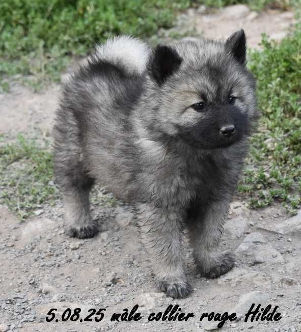 Des crinières de feu - Chiots disponibles - Eurasier