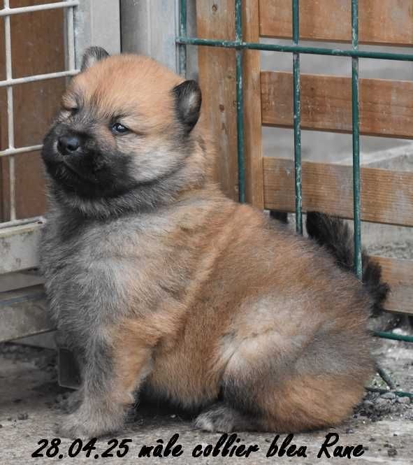 Des crinières de feu - Chiots disponibles - Eurasier