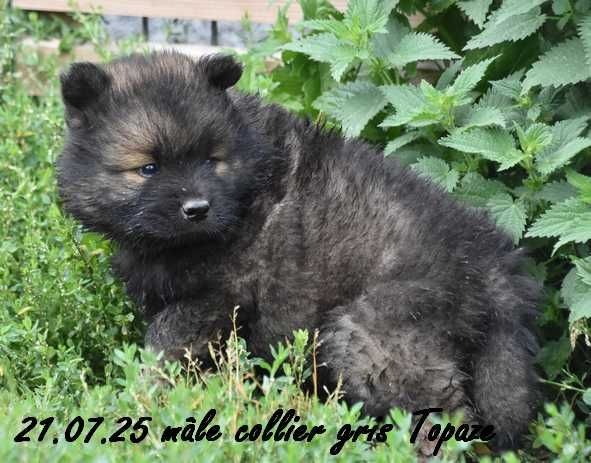 Des crinières de feu - Eurasier - Portée née le 14/06/2025