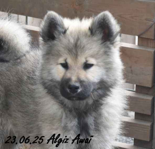 Des crinières de feu - Chiots disponibles - Eurasier