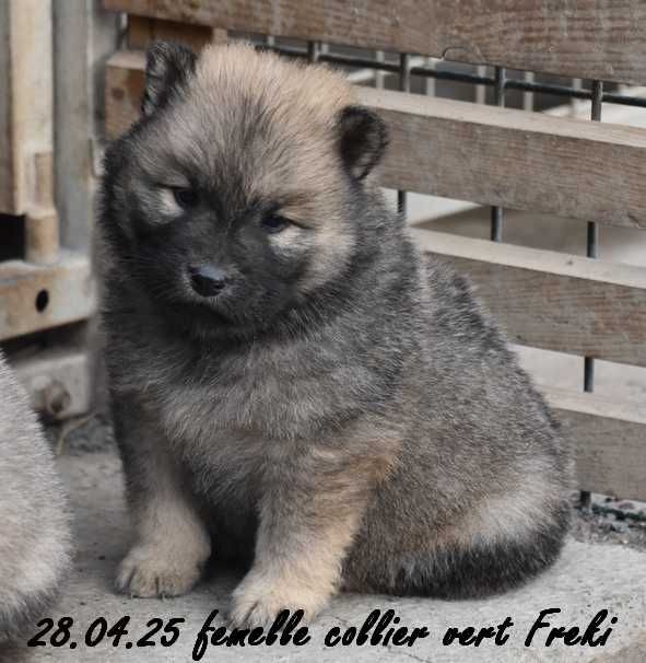 Des crinières de feu - Chiots disponibles - Eurasier