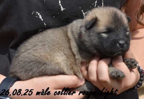 Des crinières de feu - Chiots disponibles - Eurasier