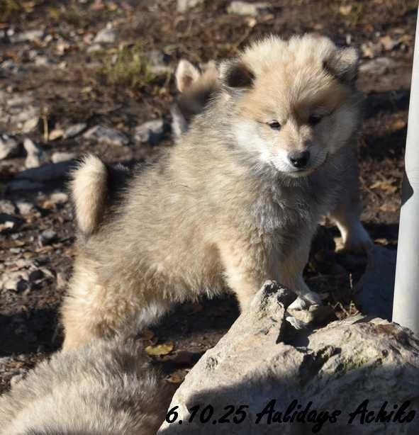 Des crinières de feu - Chiots disponibles - Eurasier