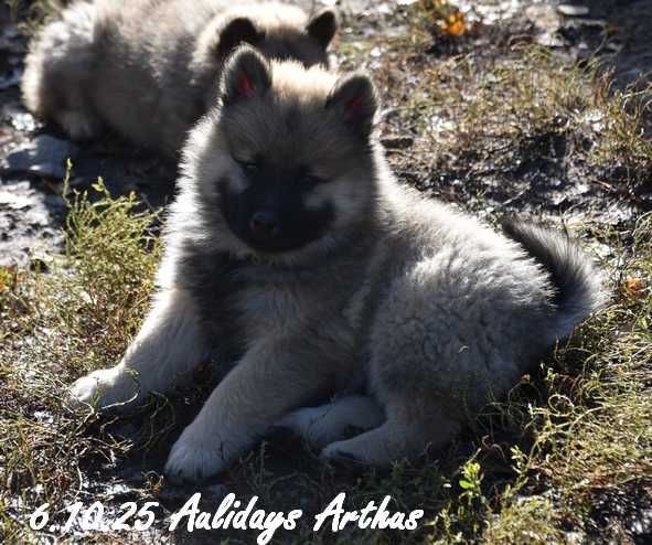 Des crinières de feu - Chiots disponibles - Eurasier