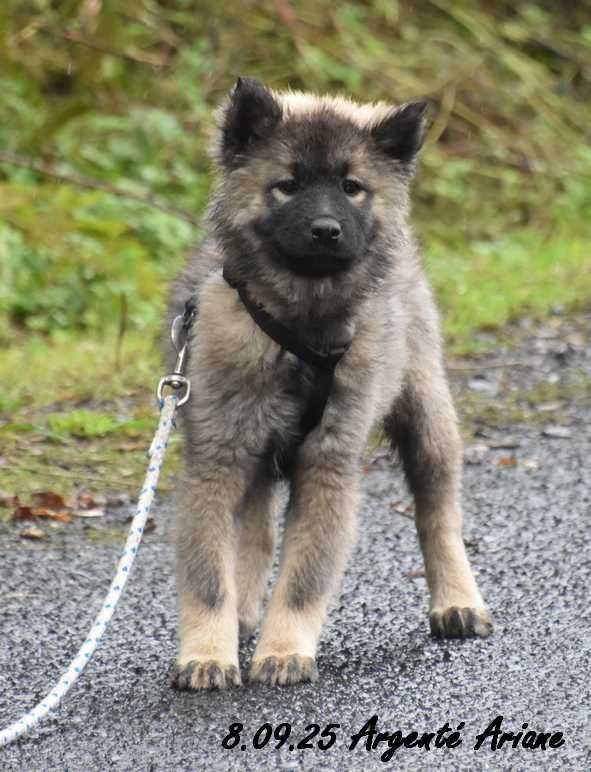 Des crinières de feu - Chiots disponibles - Eurasier