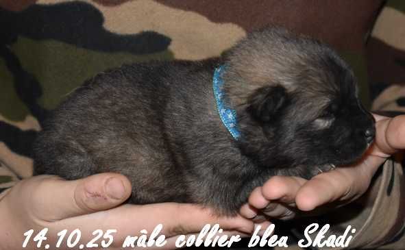 Des crinières de feu - Chiots disponibles - Eurasier