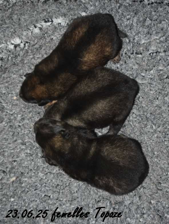 Des crinières de feu - Chiots disponibles - Eurasier