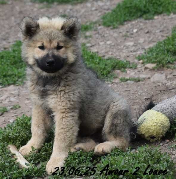 Des crinières de feu - Chiots disponibles - Eurasier