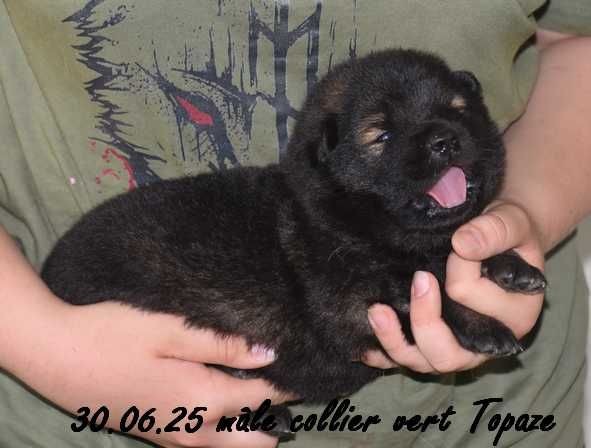 Des crinières de feu - Chiots disponibles - Eurasier