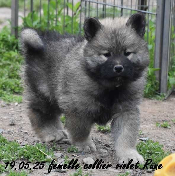 Des crinières de feu - Chiots disponibles - Eurasier