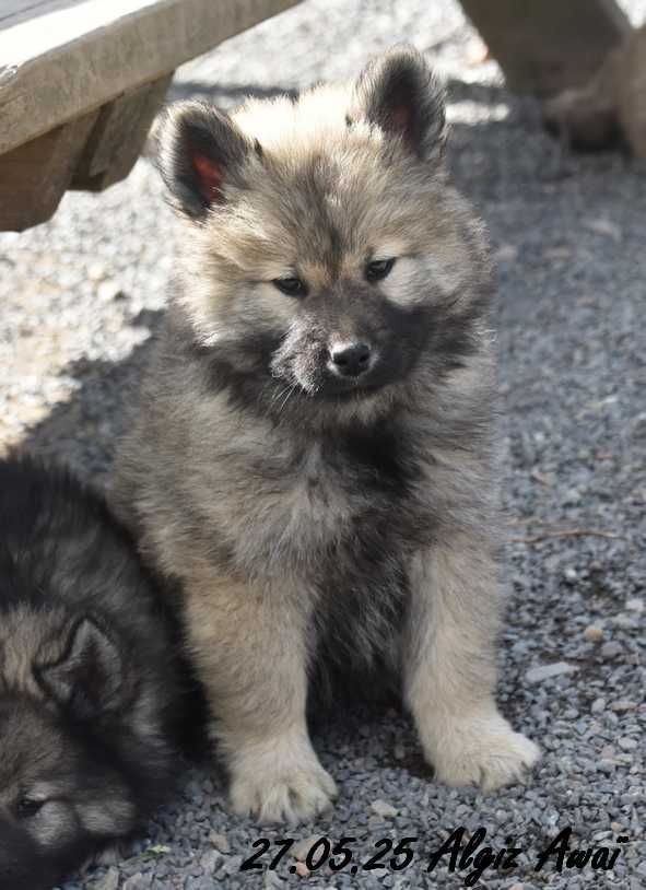 Des crinières de feu - Chiots disponibles - Eurasier