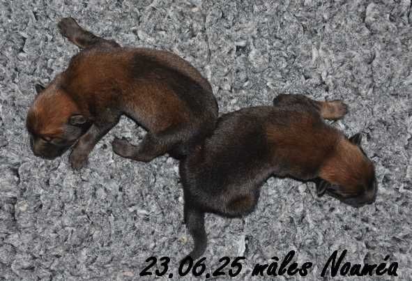 Des crinières de feu - Chiots disponibles - Eurasier