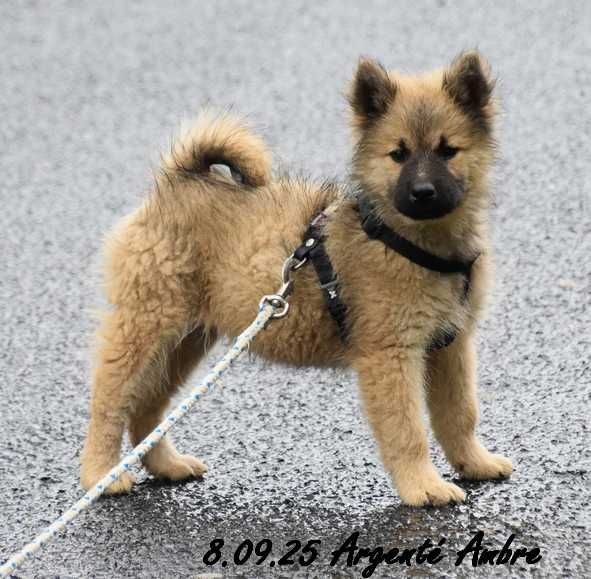 Des crinières de feu - Chiots disponibles - Eurasier