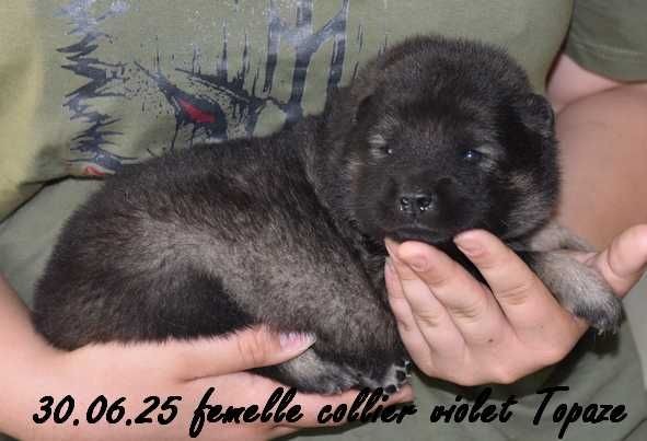Des crinières de feu - Chiots disponibles - Eurasier