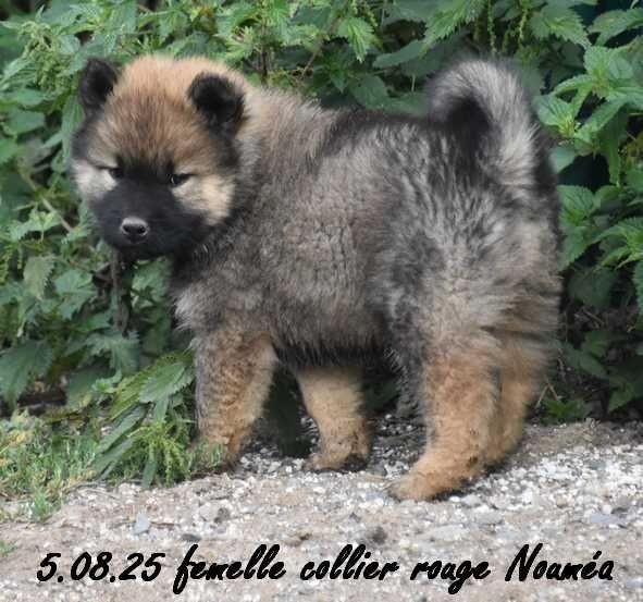 Des crinières de feu - Chiots disponibles - Eurasier