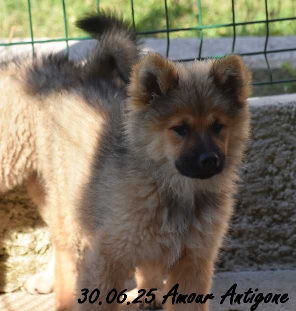 Des crinières de feu - Chiots disponibles - Eurasier