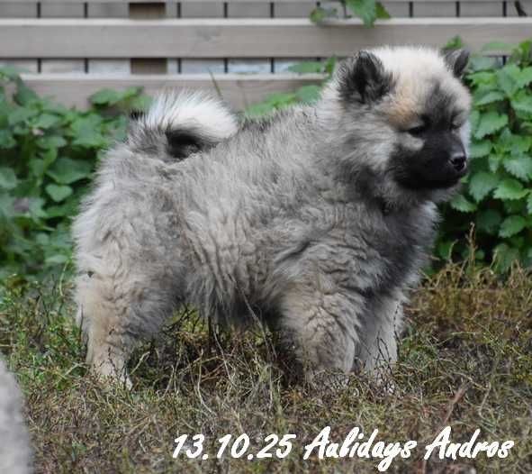 Des crinières de feu - Chiots disponibles - Eurasier