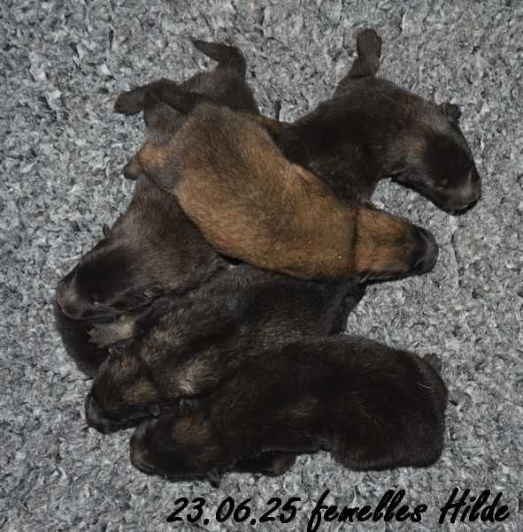 Des crinières de feu - Chiots disponibles - Eurasier