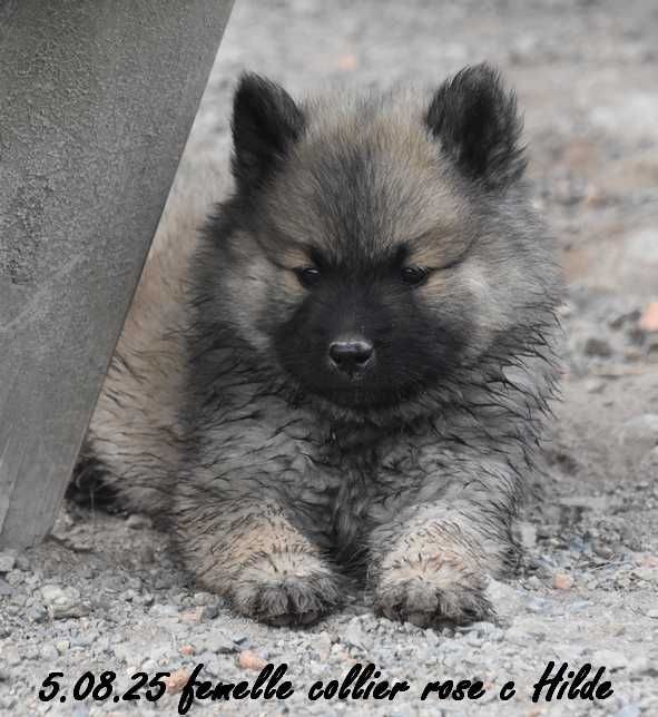 Des crinières de feu - Chiots disponibles - Eurasier