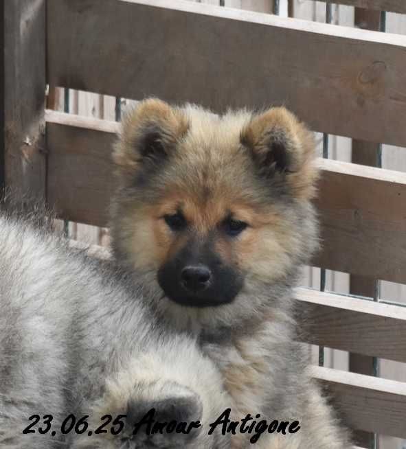 Des crinières de feu - Chiots disponibles - Eurasier