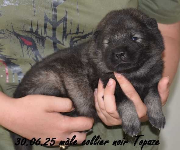 Des crinières de feu - Chiots disponibles - Eurasier