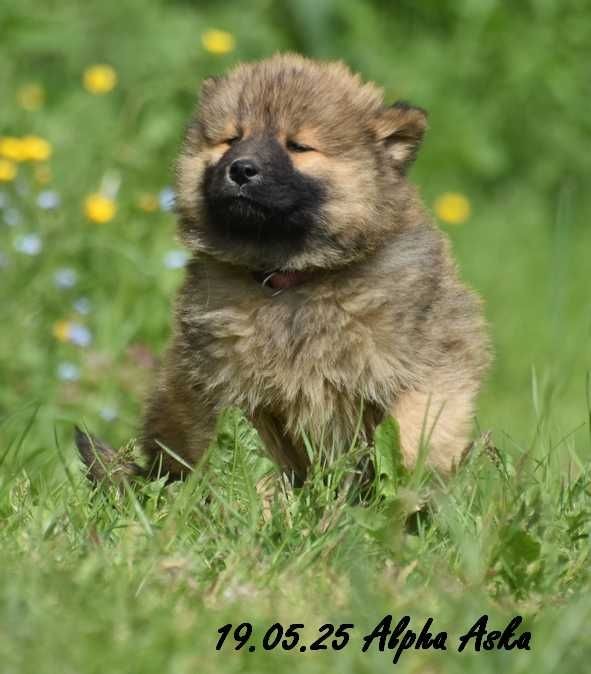 Des crinières de feu - Chiots disponibles - Eurasier