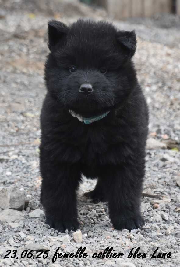 Des crinières de feu - Chiots disponibles - Eurasier