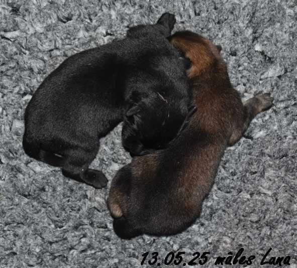 Des crinières de feu - Chiots disponibles - Eurasier