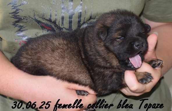 Des crinières de feu - Chiots disponibles - Eurasier