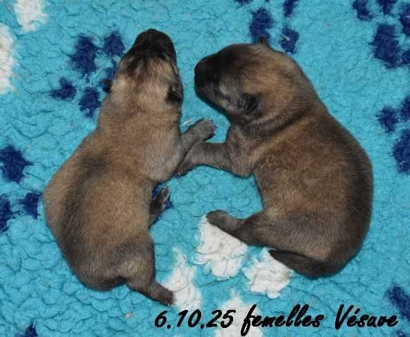 Des crinières de feu - Chiots disponibles - Eurasier