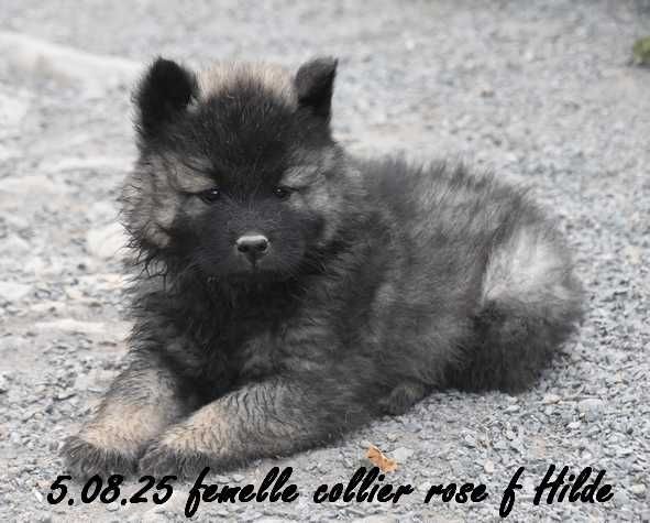 Des crinières de feu - Chiots disponibles - Eurasier