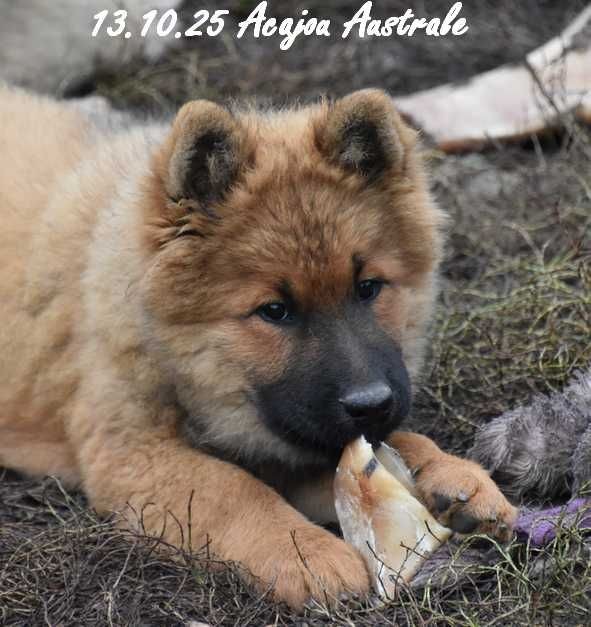 Des crinières de feu - Chiots disponibles - Eurasier